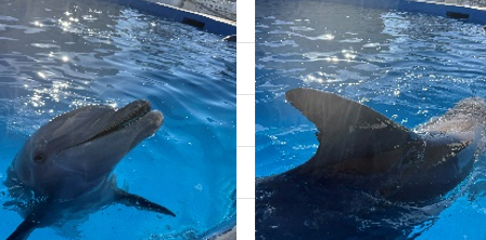 <p>DOB: Undetermined. Rescued Dec 2005, estimated to be 20 as of 2026</p><p>Key Features: White markings along dorsal fin scar by right eye, some white marks along peduncle. distinct markings on dorsal fin </p><p>Relations: No direct familial relations at Marineland at this time </p><p></p>