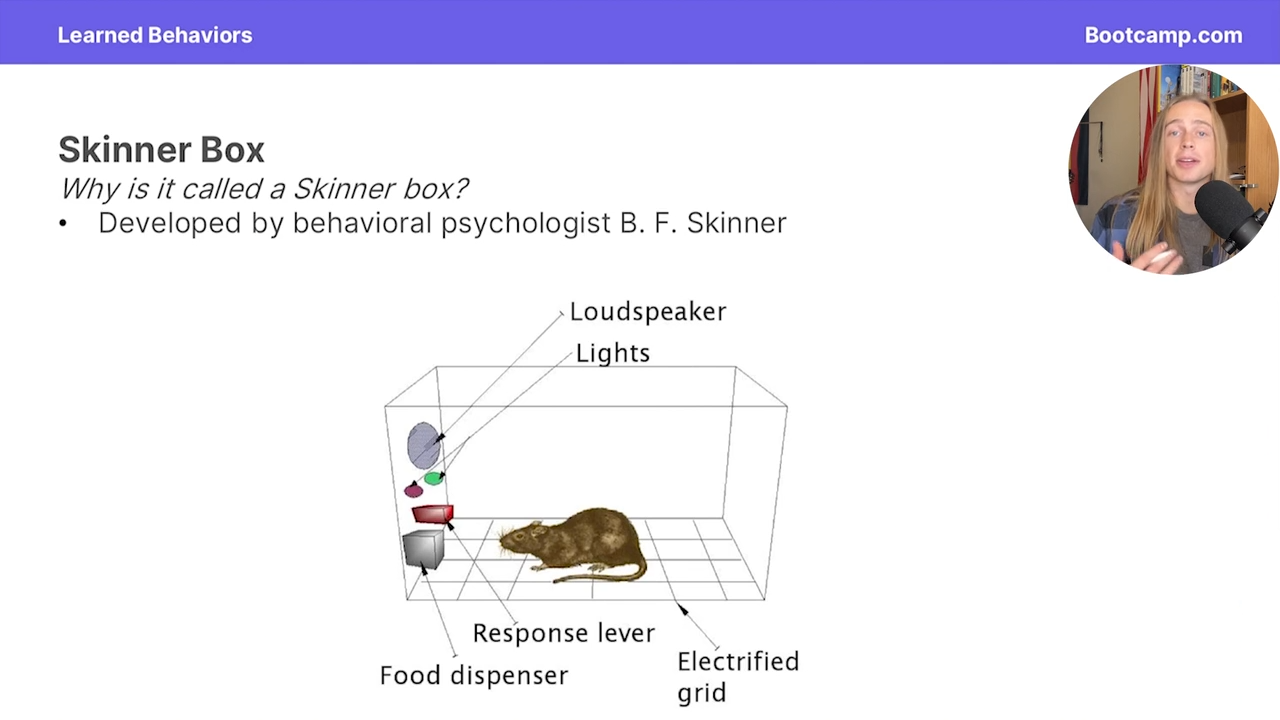 <p>a bocx developed by behavioral psychologist BF skinner that uses positive reinforcement an positive punishment</p><p>operant conditioning</p>