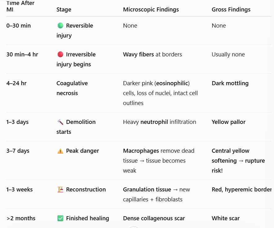 <p><span style="background-color: transparent; font-family: "Times New Roman", serif;"><strong>>2 months:</strong> <strong>Finished.</strong> <strong>Micro:</strong> Dense collagenous scar. <strong>Gross:</strong> White scar.</span></p>