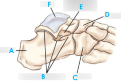 <p>E</p>