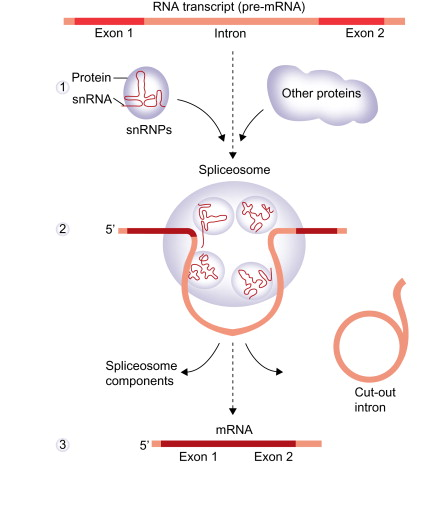 <ul><li><p>ribonucleoprotein (RNP) complex found in eukaryotic nuclei that removes introns (non-coding regions) from pre-mRNA and joins exons (coding regions) to form mature mRNA</p></li><li><p>built from five major <span>small nuclear ribonucleoproteins</span> (snRNPs): U1, U2, U4, U5, and U6</p></li></ul><p></p>
