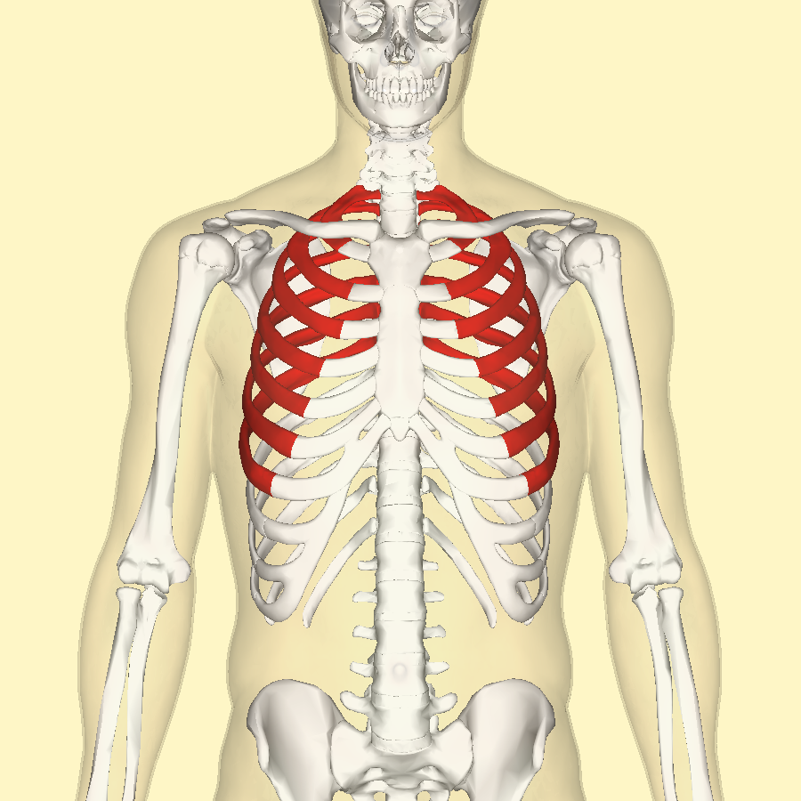 <p>Which bones form the protective cage around the heart and lungs?</p>