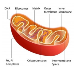 <p><span><strong>Mitochondrion Structure</strong></span></p>