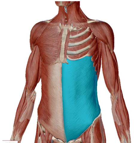 <p>what muscle is this </p>