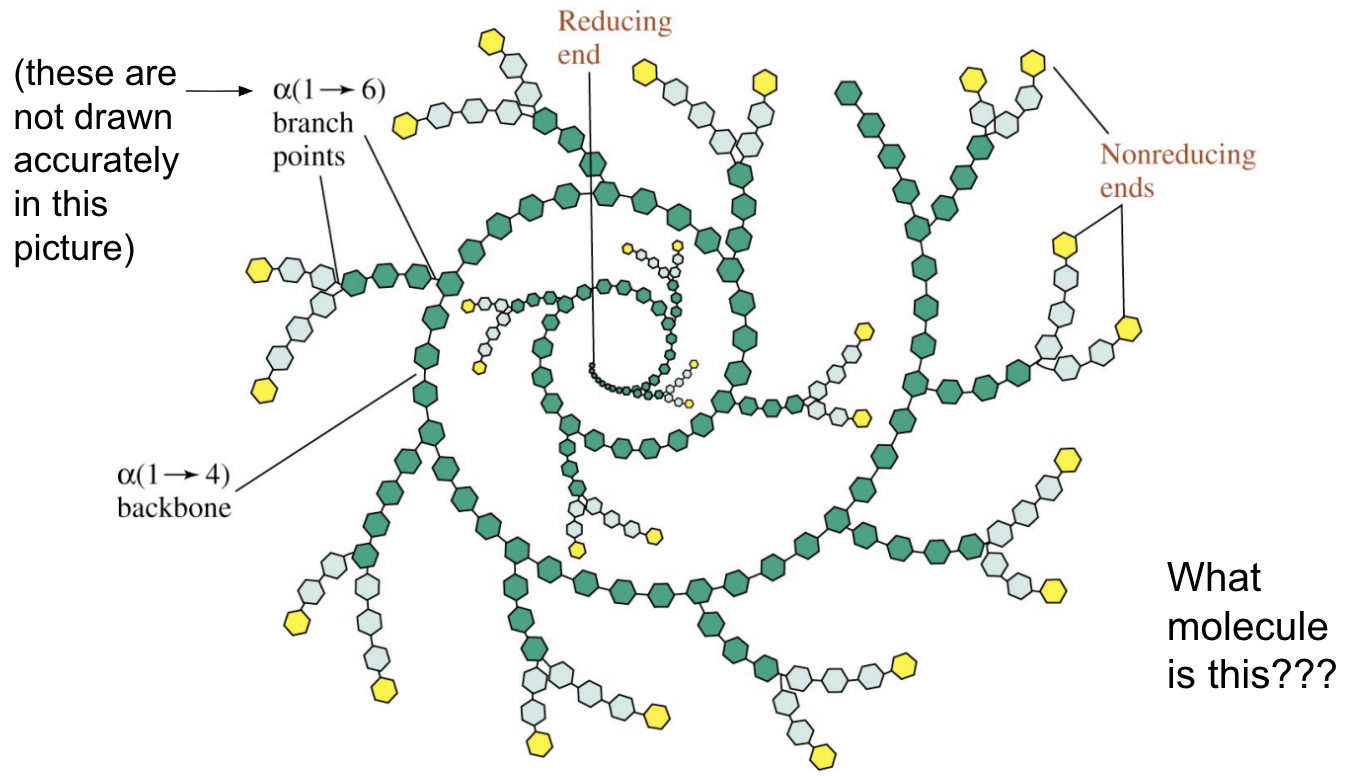 <p>How many reducing ends does a glycogen particle have?</p>