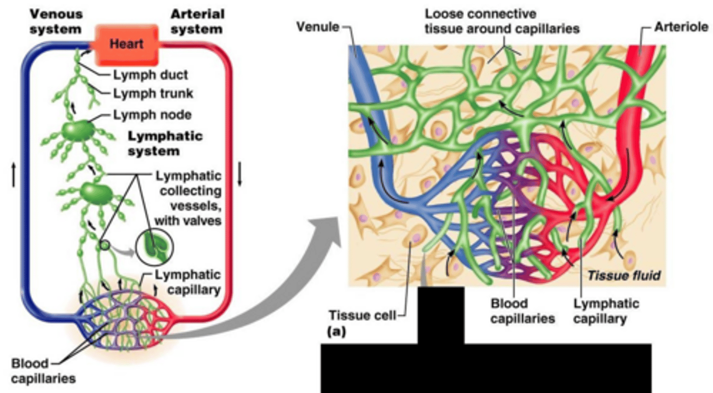 <p>Returns interstitial fluid and leaked plasma proteins to the blood.</p>
