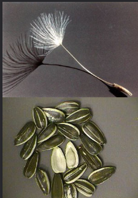 <p><span style="color: rgb(250, 250, 250);">single seed;<br>Thin pericarp can be<br>separated from seed</span></p>