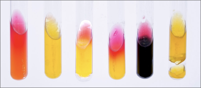 <p>phenol red for pH and iron from ferric ammonium citrate</p>