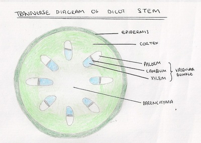 <ul><li><p><strong>Vascular bundles</strong> arranged in a <strong>ring</strong> near the outside of the stem.</p></li><li><p><strong>Xylem</strong>: on the <strong>inner side</strong> of each bundle.</p></li><li><p><strong>Phloem</strong>: on the <strong>outer side</strong> of each bundle.</p></li><li><p><strong>Cambium</strong>: thin layer <strong>between xylem and phloem</strong>; meristematic tissue that produces new xylem and phloem.</p></li><li><p><strong>Pith (parenchyma)</strong>: central region for storage.</p></li><li><p><strong>Cortex (parenchyma)</strong>: between epidermis and vascular bundles; storage and support.</p></li></ul><p></p>