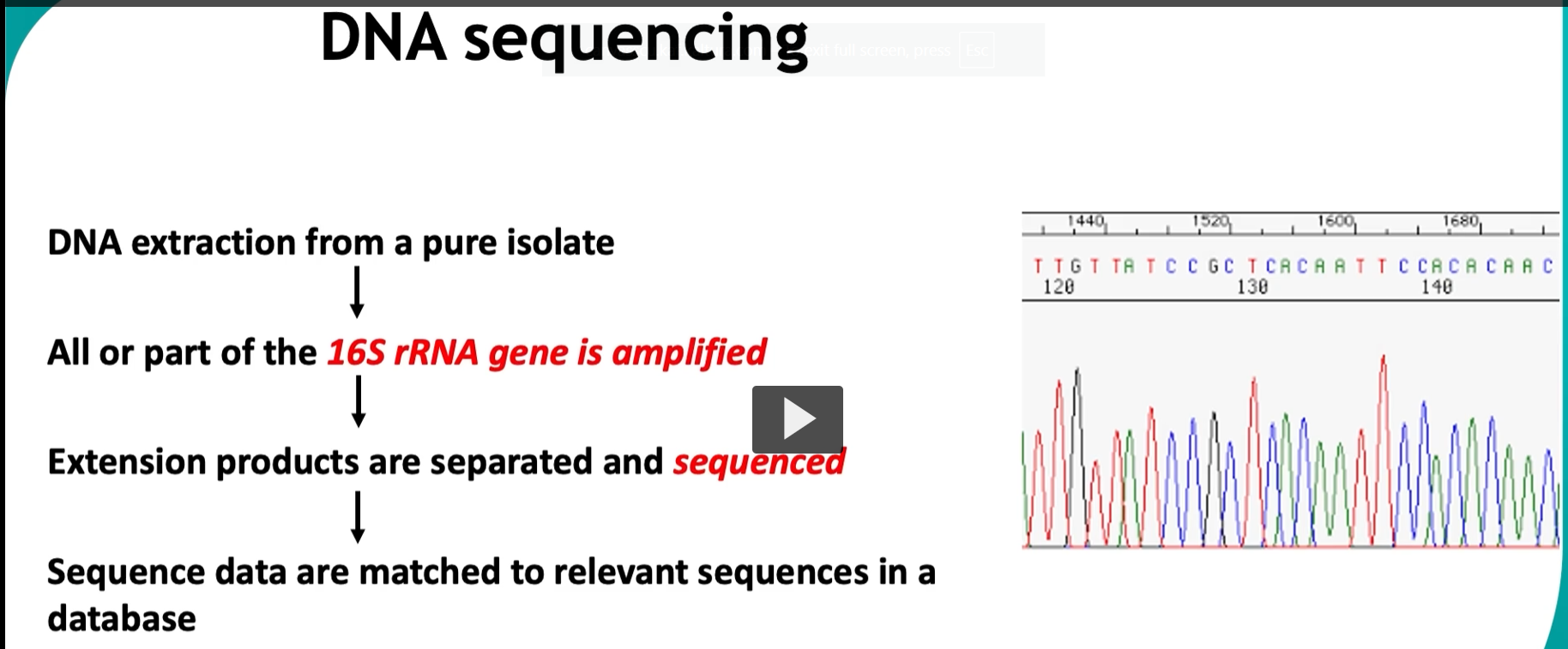 <p>This slide is showing <strong>how DNA sequencing (specifically 16S rRNA sequencing) is used to identify bacteria</strong>—this is the <strong>modern gold standard</strong> replacing many older methods like ribotyping.</p><div data-type="horizontalRule"><hr></div><p> <span data-name="dna" data-type="emoji">🧬</span> Big Idea </p><figure data-type="blockquoteFigure"><div><blockquote><p><strong>Sequence the 16S rRNA gene → compare to a database → identify the organism.</strong></p></blockquote><figcaption></figcaption></div></figure><p><span data-name="point_right" data-type="emoji">👉</span> Think:<br><strong>“Read the DNA code → match it like a fingerprint.”</strong></p><div data-type="horizontalRule"><hr></div><p> <span data-name="microscope" data-type="emoji">🔬</span> Step-by-step explanation 1. <strong>DNA extraction from a pure isolate</strong></p><ul><li><p>Take a single bacterial species (pure culture)</p></li><li><p>Extract its DNA</p></li></ul><p><span data-name="point_right" data-type="emoji">👉</span> Important:</p><figure data-type="blockquoteFigure"><div><blockquote><p>Pure isolate = ensures you’re sequencing ONE organism</p></blockquote><figcaption></figcaption></div></figure><div data-type="horizontalRule"><hr></div><p>2. <strong>Amplify the 16S rRNA gene (PCR)</strong></p><ul><li><p>Use PCR to copy the <strong>16S rRNA gene</strong></p></li></ul><p><span data-name="point_right" data-type="emoji">👉</span> Why 16S?</p><ul><li><p>Present in <strong>all bacteria</strong></p></li><li><p>Has:</p><ul><li><p><strong>conserved regions</strong> → primers can bind</p></li><li><p><strong>variable regions</strong> → distinguish species</p></li></ul></li></ul><p><span data-name="point_right" data-type="emoji">👉</span> This is the KEY:</p><figure data-type="blockquoteFigure"><div><blockquote><p>Same gene in all bacteria, but slightly different sequence</p></blockquote><figcaption></figcaption></div></figure><div data-type="horizontalRule"><hr></div><p>3. <strong>Extension products are separated and sequenced</strong></p><ul><li><p>DNA is sequenced (often via Sanger sequencing)</p></li></ul><p><span data-name="point_right" data-type="emoji">👉</span> The graph on the right = <strong>chromatogram</strong></p><ul><li><p>Each peak = a nucleotide:</p><ul><li><p>A, T, C, G (different colors)</p></li></ul></li></ul><p><span data-name="point_right" data-type="emoji">👉</span> Output:</p><ul><li><p>A string like: <strong>ATCGTTACG…</strong></p></li></ul><div data-type="horizontalRule"><hr></div><p>4. <strong>Match sequence to database</strong></p><ul><li><p>Compare your sequence to:</p><ul><li><p>GenBank</p></li><li><p>BLAST</p></li><li><p>clinical databases</p></li></ul></li></ul><p><span data-name="point_right" data-type="emoji">👉</span> Result:</p><ul><li><p>Closest match = organism identity</p></li></ul><div data-type="horizontalRule"><hr></div><p> <span data-name="brain" data-type="emoji">🧠</span> Why this works (core concept) </p><figure data-type="blockquoteFigure"><div><blockquote><p>The 16S rRNA gene is like a <strong>biological barcode</strong>.</p></blockquote><figcaption></figcaption></div></figure><ul><li><p>Conserved → universal detection</p></li><li><p>Variable → species-level identification</p></li></ul><div data-type="horizontalRule"><hr></div><p> <span data-name="fire" data-type="emoji">🔥</span> Why this is powerful </p><p>Compared to older methods:</p><table style="min-width: 75px;"><colgroup><col style="min-width: 25px;"><col style="min-width: 25px;"><col style="min-width: 25px;"></colgroup><tbody><tr><th colspan="1" rowspan="1"><p>Method</p></th><th colspan="1" rowspan="1"><p>What it uses</p></th><th colspan="1" rowspan="1"><p>Limitation</p></th></tr><tr><td colspan="1" rowspan="1"><p>ELISA</p></td><td colspan="1" rowspan="1"><p>proteins</p></td><td colspan="1" rowspan="1"><p>indirect</p></td></tr><tr><td colspan="1" rowspan="1"><p>PFGE</p></td><td colspan="1" rowspan="1"><p>patterns</p></td><td colspan="1" rowspan="1"><p>complex</p></td></tr><tr><td colspan="1" rowspan="1"><p>Ribotyping</p></td><td colspan="1" rowspan="1"><p>band patterns</p></td><td colspan="1" rowspan="1"><p>lower resolution</p></td></tr><tr><td colspan="1" rowspan="1"><p><strong>Sequencing</strong></p></td><td colspan="1" rowspan="1"><p>actual DNA sequence</p></td><td colspan="1" rowspan="1"><p><strong>most precise</strong></p></td></tr></tbody></table><div data-type="horizontalRule"><hr></div><p> <span data-name="test_tube" data-type="emoji">🧪</span> Clinical significance </p><p>Used for:</p><ul><li><p>Identifying unknown bacteria</p></li><li><p>Detecting rare or unculturable organisms</p></li><li><p>Diagnosing infections</p></li><li><p>Microbiome studies</p></li></ul><div data-type="horizontalRule"><hr></div><p> <span data-name="jigsaw" data-type="emoji">🧩</span> High-yield summary </p><figure data-type="blockquoteFigure"><div><blockquote><p>16S rRNA sequencing identifies bacteria by amplifying and sequencing a conserved gene with variable regions and matching it to known sequences in databases.</p></blockquote><figcaption></figcaption></div></figure><div data-type="horizontalRule"><hr></div><p> <span data-name="brain" data-type="emoji">🧠</span> Simple mental model </p><ul><li><p>PCR = <strong>photocopier</strong></p></li><li><p>Sequencing = <strong>reading the letters</strong></p></li><li><p>Database = <strong>search engine</strong></p></li><li><p>Match = <strong>organism ID</strong></p></li></ul><p></p>