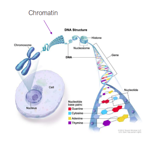 <p><span>A complex of DNA and protein found in eukaryotic cells that condenses to form chromosomes during cell division</span></p>