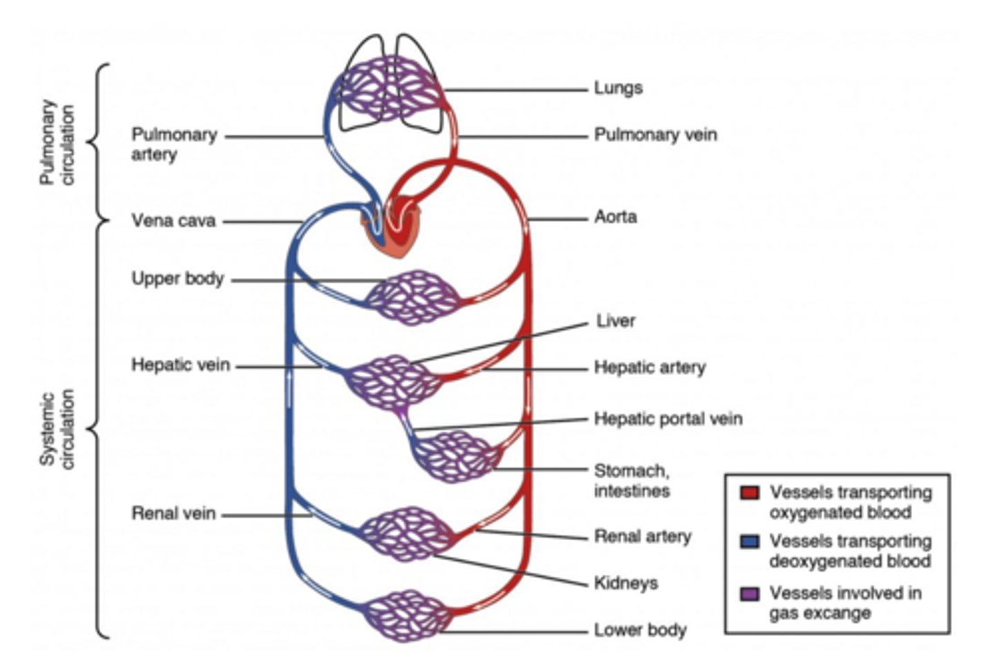 <p>aorta -></p><p>arteries -></p><p>arterioles -></p><p>capillaries</p>