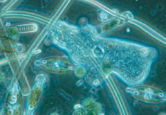 <p>Unicellular eukaryotes and some relatively simple multicellular relatives. </p><p>NOTE:</p><p>- Most numerous and diverse eukaryote</p>