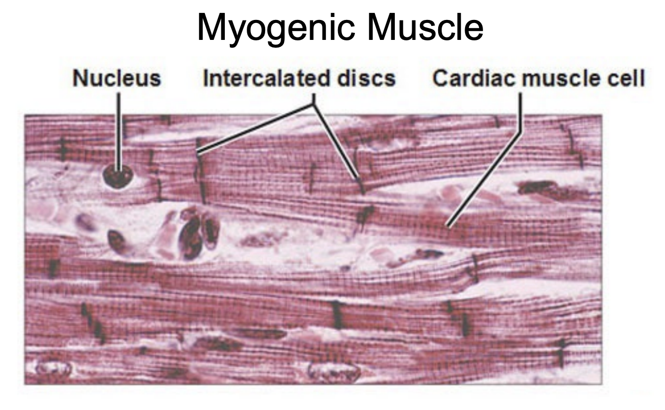 <ul><li><p>Triggered by muscle next to it</p><ul><li><p>Sometimes neurogenic muscle</p></li></ul></li><li><p><span style="color: red;"><strong>GAP JUNCTIONS</strong> between myogenic muscles</span></p><ul><li><p>Like cardiac muscles</p></li><li><p>Cardiac muscles cause adjacent cardiac muscles to contract, allowing heart to contract as one</p><ul><li><p><strong>Pacemaker cells</strong> cyclically release AP to cause heart cells to contractions</p></li></ul></li></ul></li></ul><p></p>