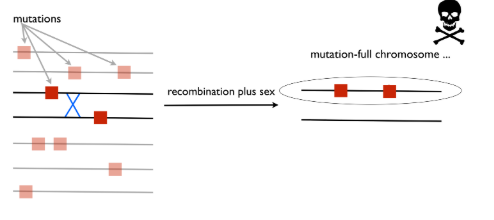<p>What breaks Muller’s ratchet?</p>