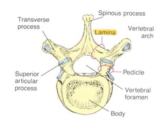 <p>part of the vertebral arch that is posterior to the pedicle and unites in midline to complete the arch/foramen</p>
