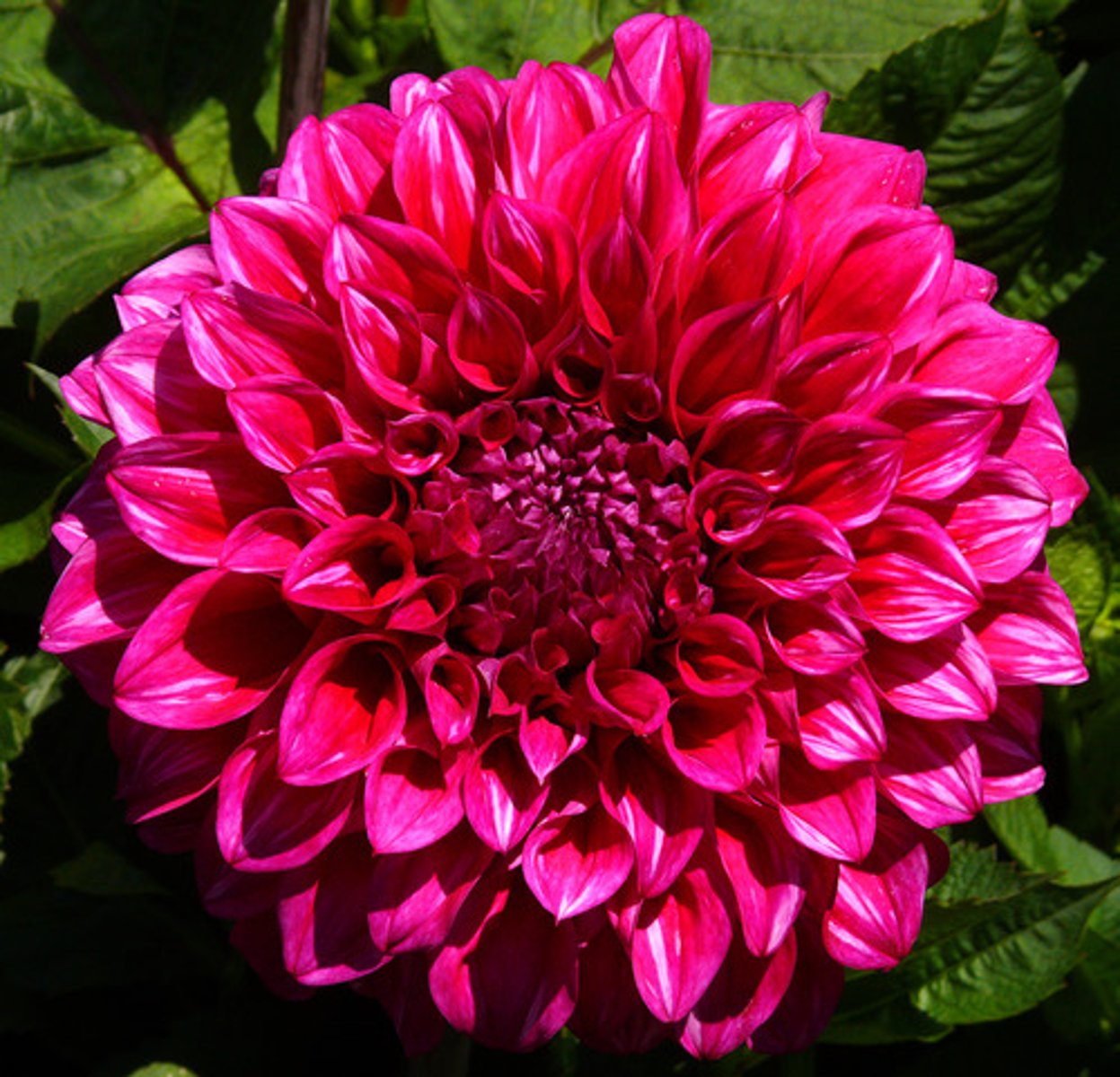 <p>un dahlia</p>