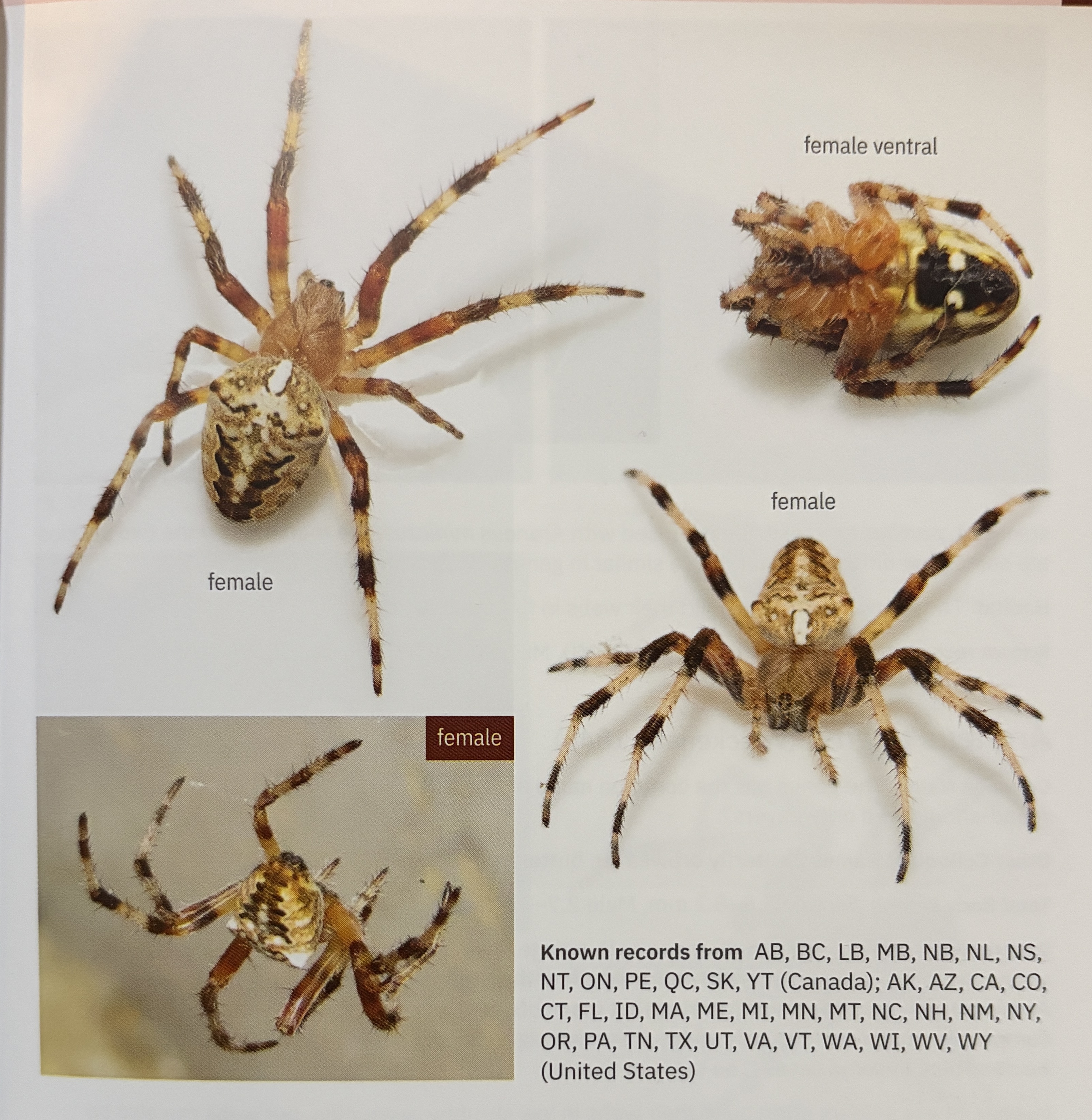 <p>Araneus nordmanni - “nordmann’s orbweaver”</p><p>family: Araneidae</p>
