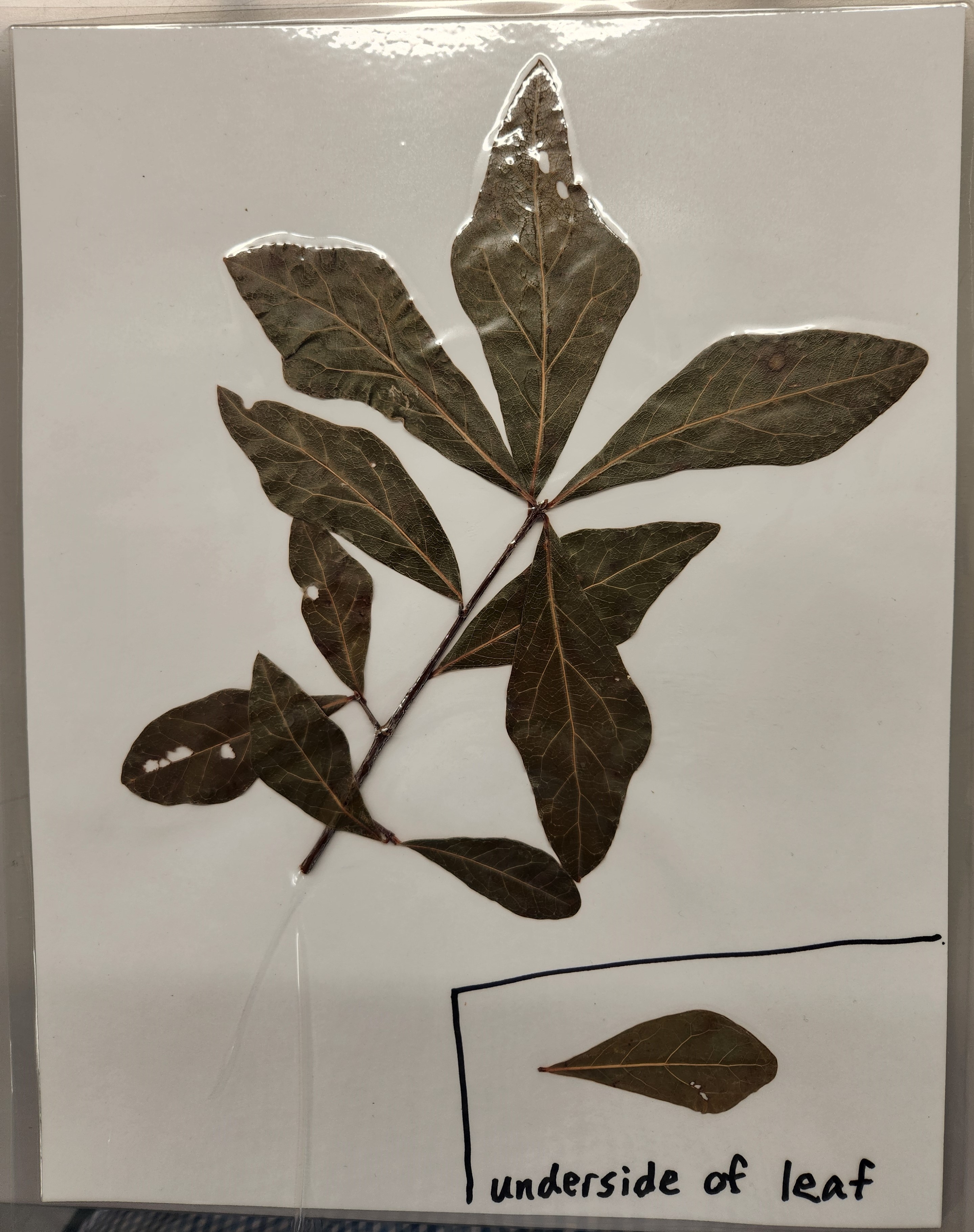 <p>Swamp Laurel Oak</p>
