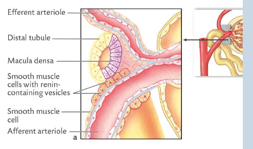 <p>Distal convoluted tubule located in close proximity to afferent arteriole.</p><p></p><p>• <strong>Juxtaglomerular complex.</strong></p><p>• Formed of junction between<span style="color: purple;"> DCT/ascending loop of Henle and the afferent and efferent arterioles.</span></p><p>• Tubular wall has specialised epithelial cells that form the macula densa.</p><p>• Afferent arteriole wall has specialised smooth muscle cells in the wall called granular (juxtaglomerular) cells with renin- containing vesicles</p><p></p><p>Macula Densa Cells (The Sensor)</p><ul><li><p><strong>Where they are</strong>: They live inside the wall of the <span style="color: purple;"><strong>distal convoluted</strong></span><span style="color: purple;"><strong> tubule </strong></span></p></li><li><p><span><strong>Their job</strong>: They act as chemical sensors. They constantly</span><span style="color: purple;"> taste the fluid passing by to measure the amount of <strong>salt (sodium and chloride)</strong>.</span></p></li><li><p><span><strong>How they communicate</strong>: If</span><span style="color: purple;"> salt levels drop,</span><span> they send a chemical signal across the gap to their neighbors (the juxtaglomerular cells).</span></p></li></ul><p></p><p>Juxtaglomerular Cells / JG Cells (The Worker)</p><ul><li><p><span><strong>Where they are</strong>: They live i</span><span style="color: purple;">nside the wall</span><span> of the <strong>a</strong></span><span style="color: purple;"><strong>fferent arteriol</strong></span><span><strong>e</strong> (the blood vessel bringing blood into the filter).</span></p></li><li><p><span><strong>Their job</strong>: They act as</span><span style="color: purple;"> physical pressure sensors</span><span> and factories. They physically </span><span style="color: purple;">make, store, and <strong>release renin</strong></span><span> into the blood. - remember they indirectly cause vasoconstriction so renin has to trigger the RAAS pathway to eventually cause angiotensin II to vasoconstrict</span></p></li></ul><p></p>