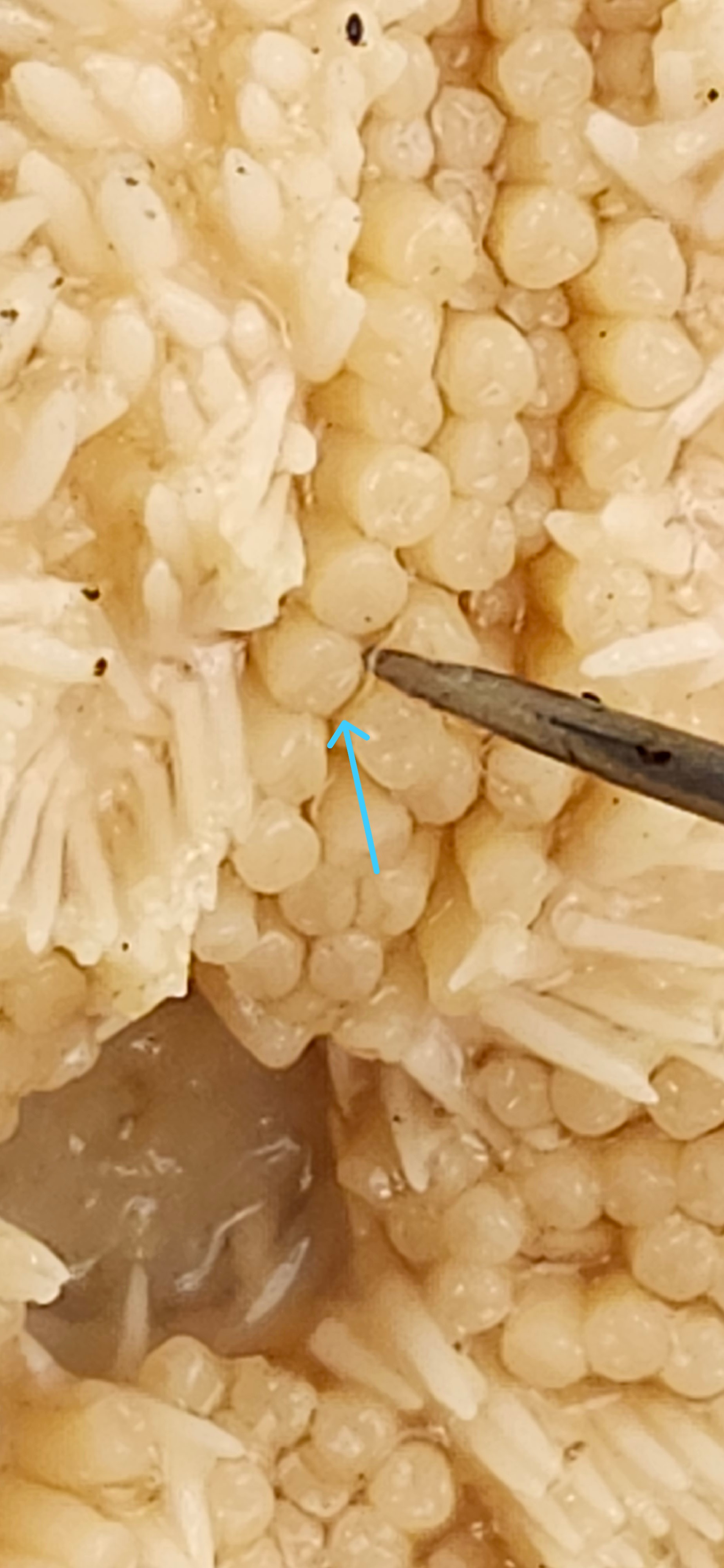 <p>Identify the structure </p>