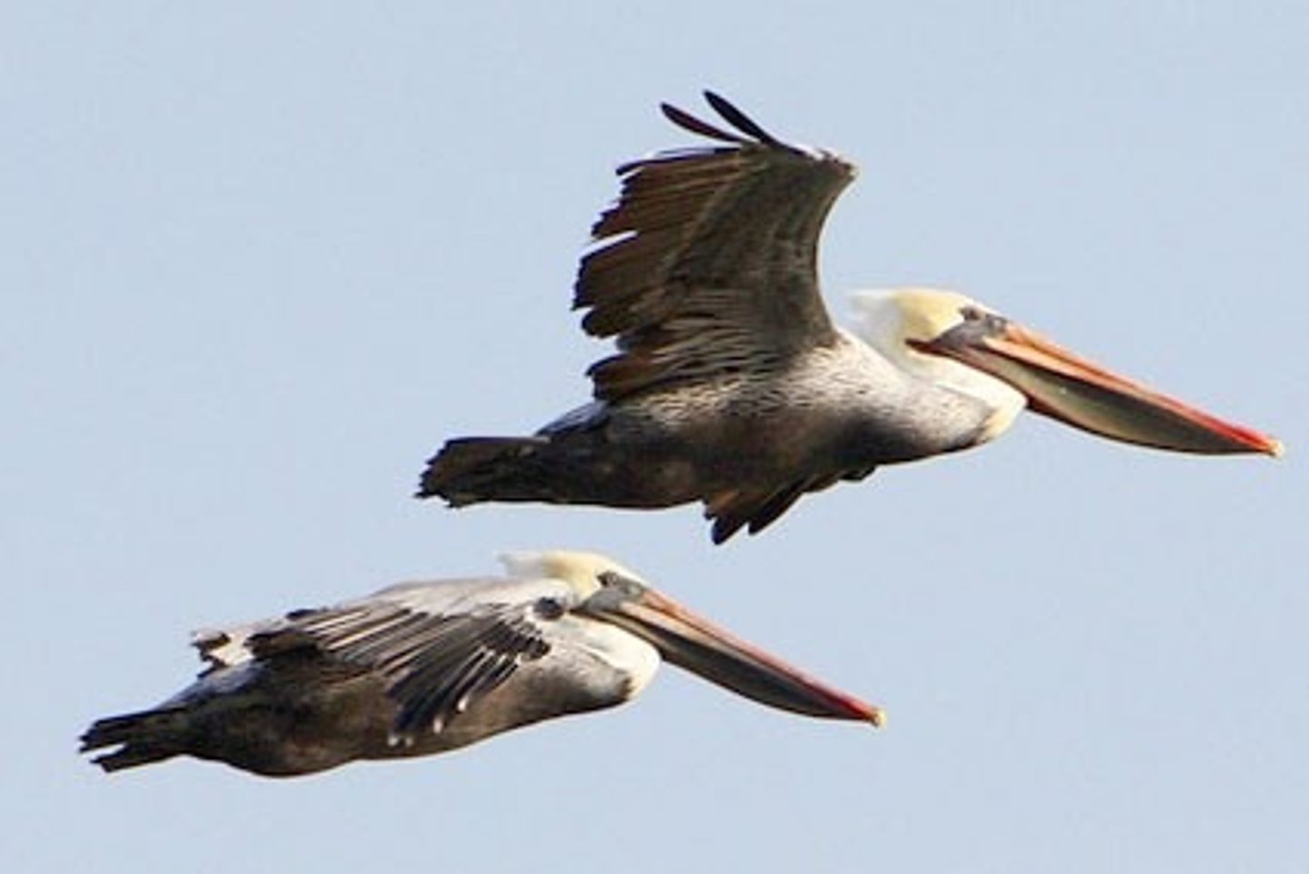 <p>скользить, двигаться плавно</p>