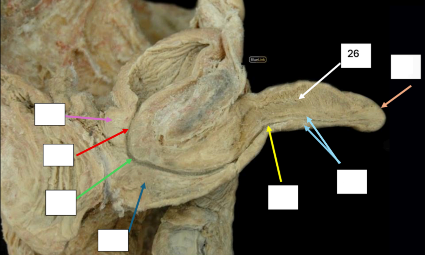 <p>Identify</p><p>Side Question:</p><p>Blood Supply?</p><p>Venous Drainage?</p><p>Nerve Supply?</p>