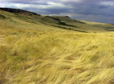 <p>Temperate grassland biomes</p>