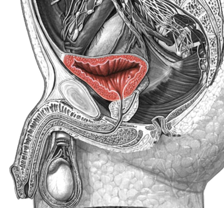 <p>Which part of urinary tract:</p><ul><li><p>Pear-shaped</p></li><li><p>Posterior to pubic bone, anterior to rectum</p></li></ul><p></p>