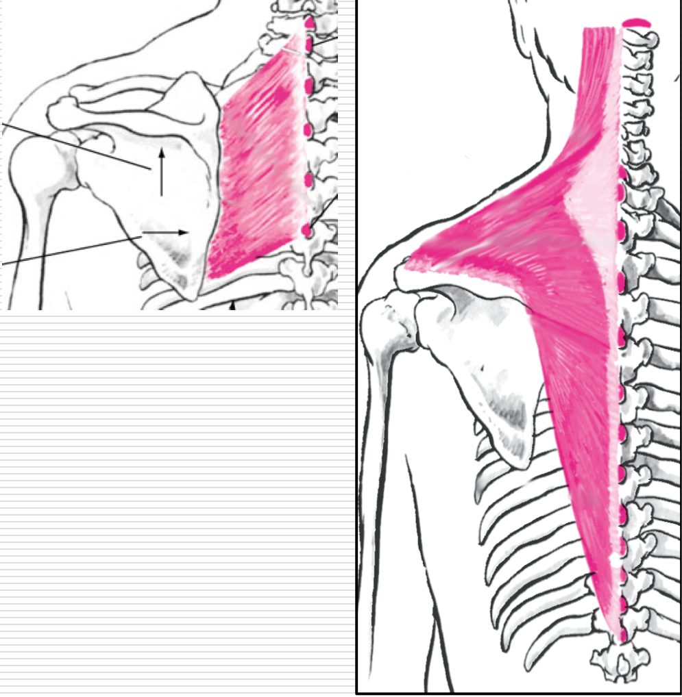 <p>Return from abduction </p><p>Ex - Seated row </p><p>Agonists</p><ul><li><p>Middle Trapezius </p></li><li><p>Lower Trapezius </p></li><li><p>Rhomboids</p></li></ul><p></p>