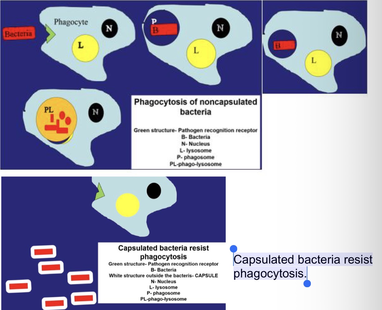 <p><strong><u>Obj. 2</u></strong></p><p>Differentiate the four main types of infectious disease - toxigenic, <strong>extracellular</strong>, facultative intracellular, obligate intracellular-including their basic characteristics, common pathogens, and the most important host defenses.</p><ol><li><p><strong><u>Extracellular Infection</u></strong></p></li></ol><ul><li><p>Phagocytosis of non-capsulated bacteria and capsulated bacteria</p></li></ul><p></p>