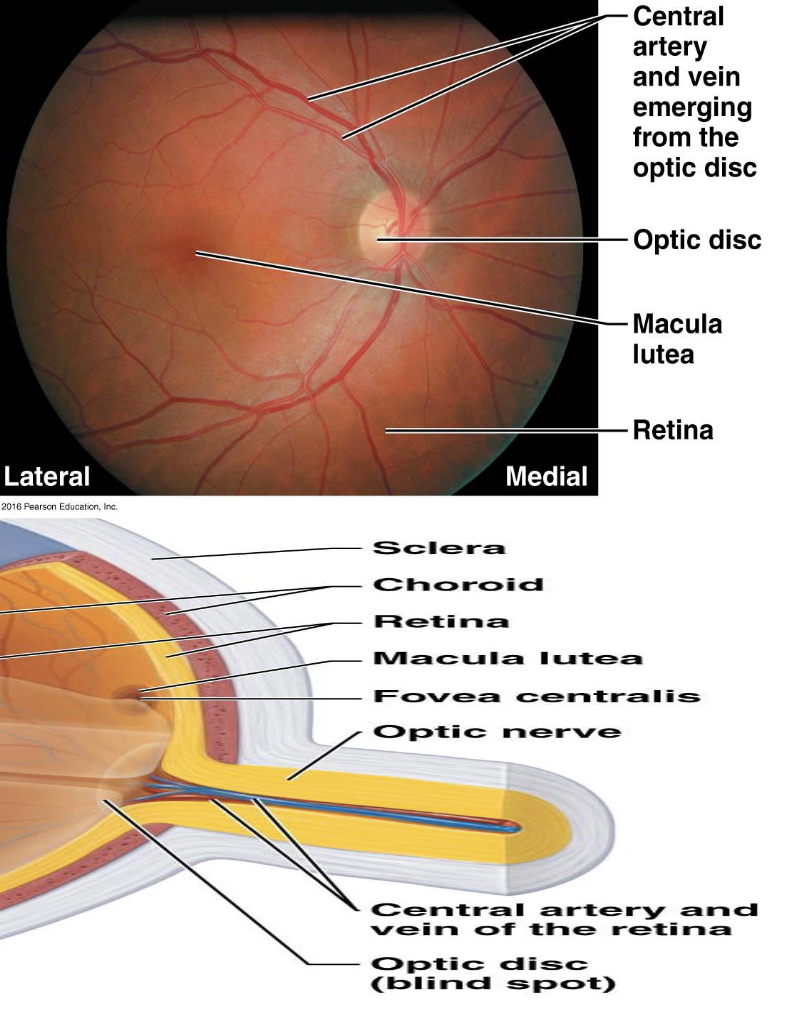 <p>V. Important Eye Structures</p><p>Optic Disc</p><ol><li><p>What is the optic disc?</p></li><li><p>What is another name for the optic disc?</p></li></ol><p></p>