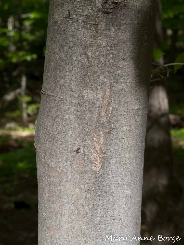 <p>Smooth grey bark (unless diseased), long thin sharp buds</p>