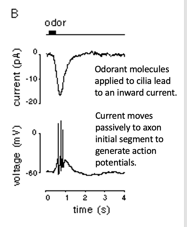 <p>Generates an <strong>inward (depolarizing) current</strong> at the cilia → moves passively to axon initial segment to generate APs</p><p></p>