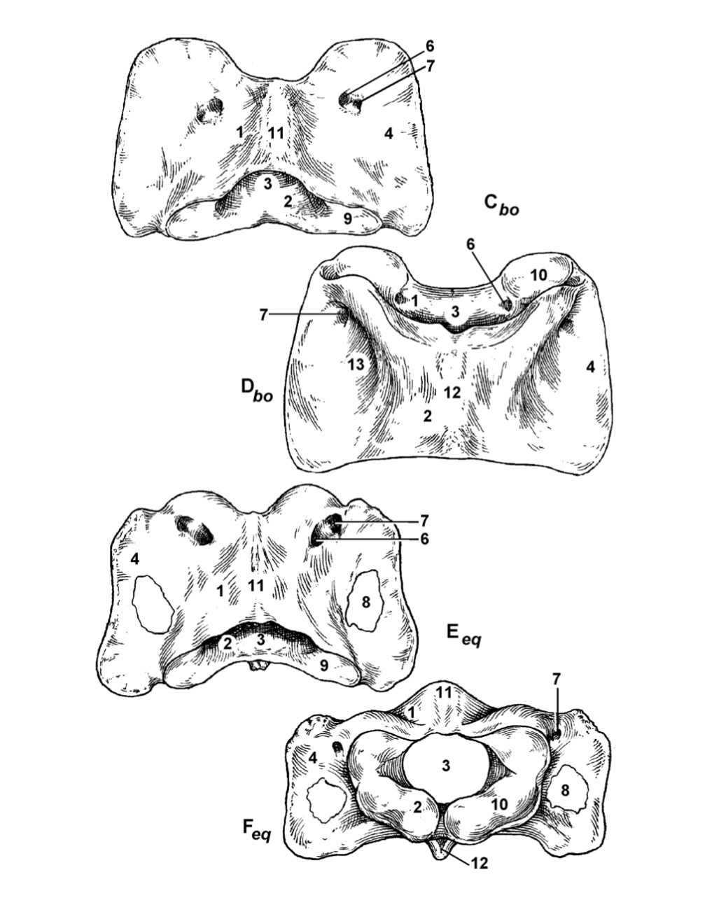 <p>Type the latin name of the part in 8.</p>