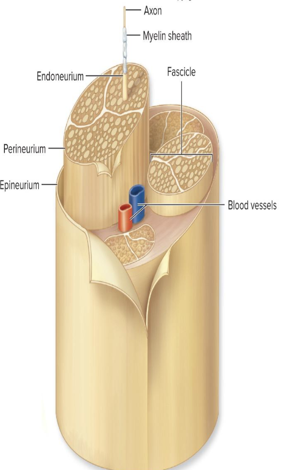 <p>Nerves</p><ul><li><p>What is a nerve?</p></li><li><p>What is a mixed nerve?</p></li></ul><p></p>