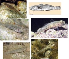 <p>Sarato's goby</p>
