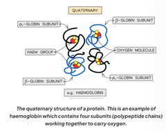 <p>Subunit of the protein</p>