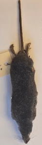 <p>What is the species name?</p>