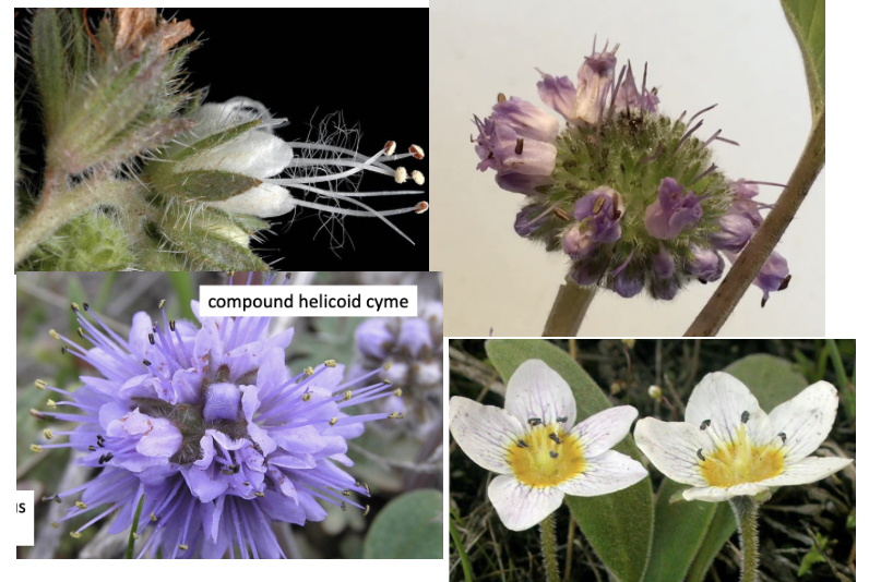 <p>Hydrophyllaceae</p>