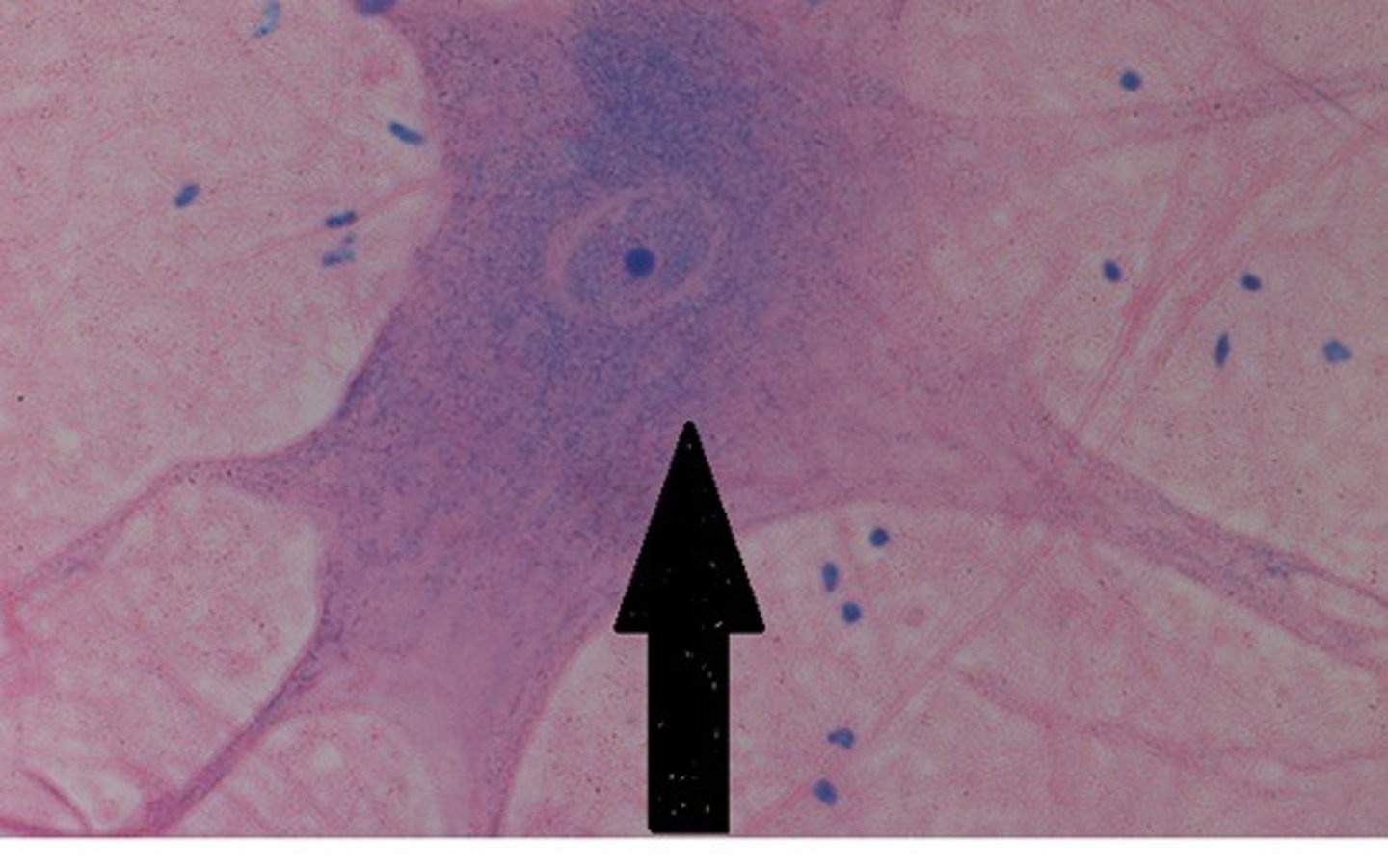 <p>nerve impulse passes; information processing happens; maintains the life of a cell</p>