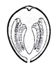 <p>Explain or diagram the anatomical difference of lamellibranch mantle cavitie in bivalves. Include the prey or food types</p>