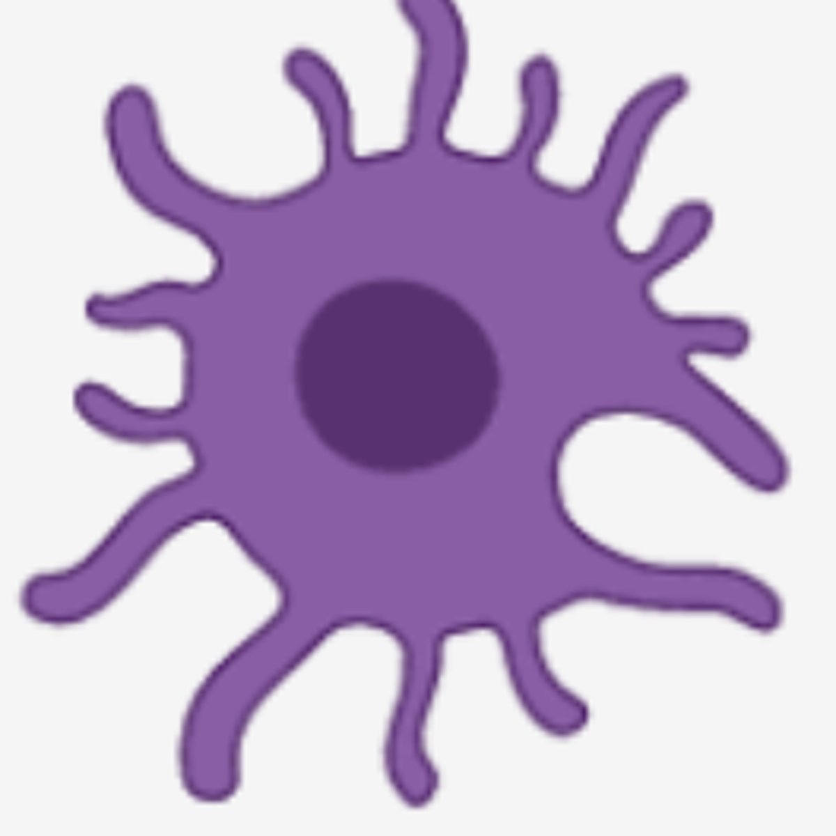 <p>dendritic cells</p><p>(Note: a type of phagocyte)</p>