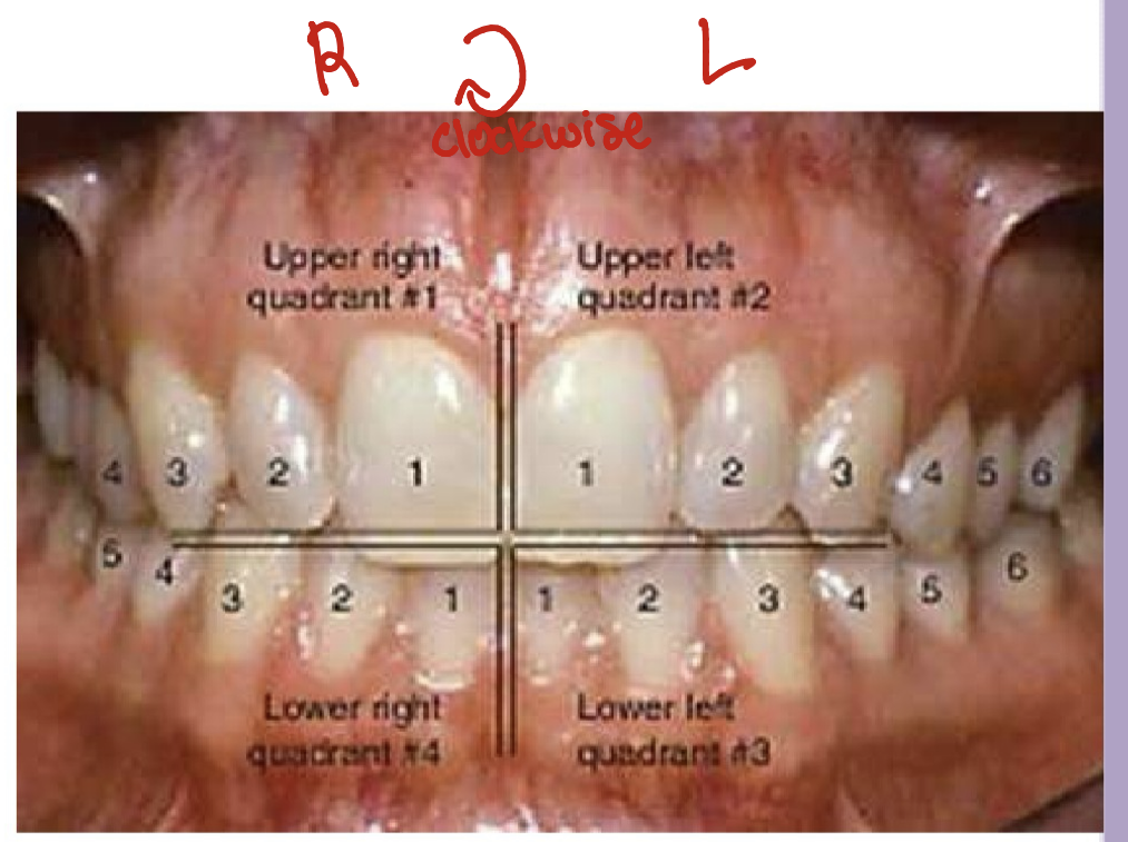 <p>Q1 (upper right)- Maxillary right </p><p>Q2 (upper Left)- Maxillary left </p><p>Q3 (lower left)- Mandibular left </p><p>Q4 (lower right)- Mandibular right </p>