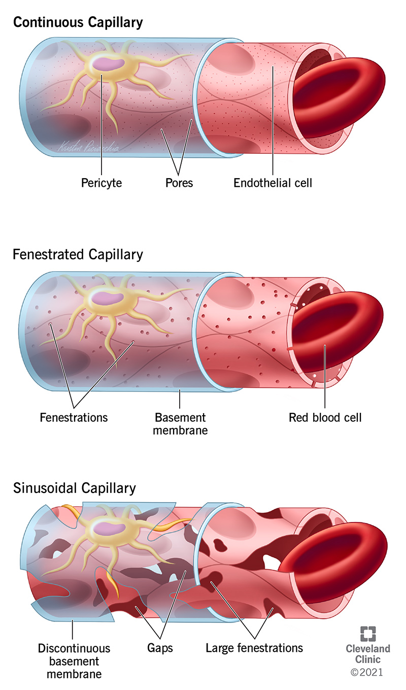 <p><strong>exchange</strong> <strong>blood</strong> and <strong>lymph</strong> with surrounding <strong>interstitial</strong> tissue</p>