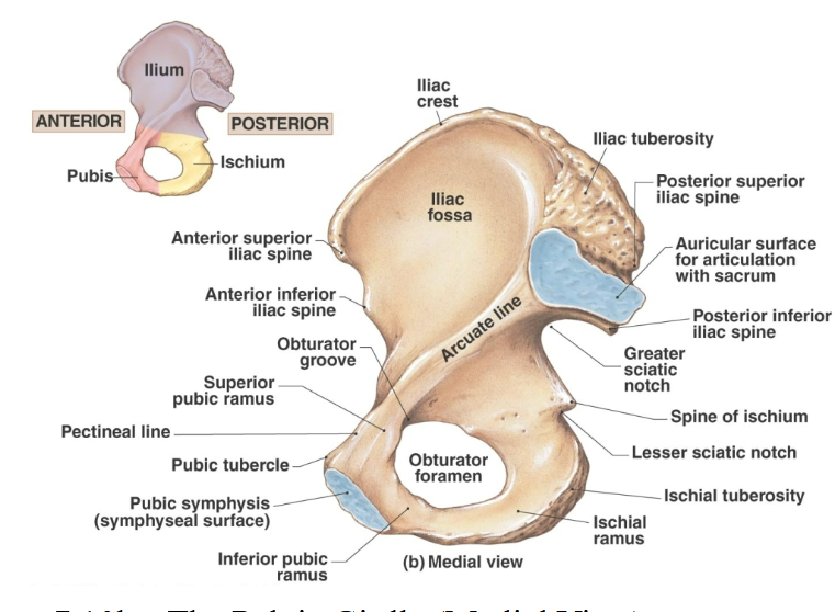 <p>What does the Ilium <strong>consist of</strong>?</p>