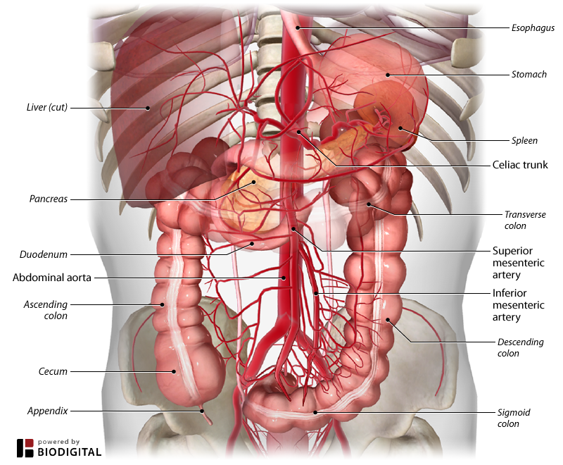 <p>Branch of the abdominal aorta supplying the stomach, liver, and spleen.</p>