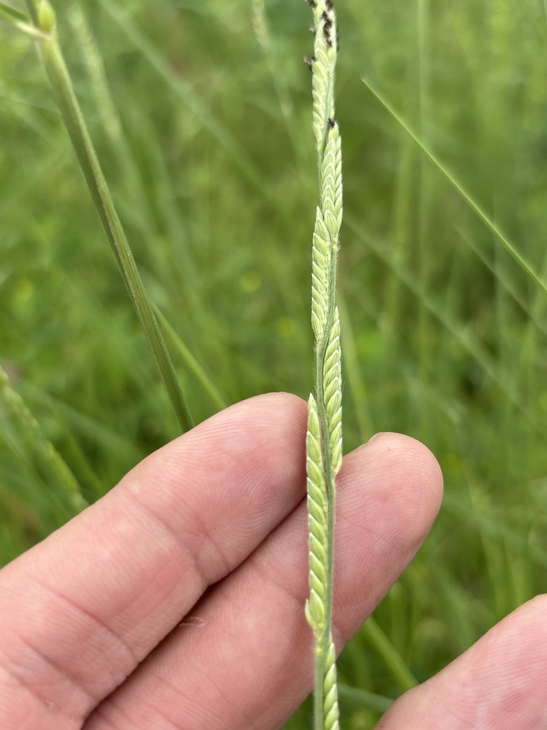 <p>Texas cupgrass (Eriochloa sericea)</p>