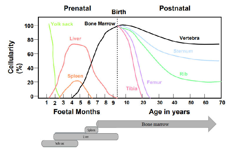 <p>- in foetal months its mostly liver</p><p>- as you get older its more in the bone marrow</p><p>.</p><p>- so it starts off in the yolk sac, then liver then spleen then bone marrow throughout life of person</p>