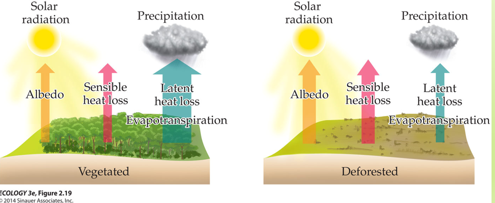 <p>Albedo is the proportion of incoming solar radiation that a surface reflects rather than absorbs.</p><p> Light-colored surfaces (snow, ice, bare sand) have high albedo — they reflect most sunlight. </p><p>Dark surfaces (forests, oceans) have low albedo — they absorb most sunlight and convert it to heat.</p><p>High albedo → more reflection → less heat absorbed → cooler surface.</p><p> Low albedo → more absorption → warmer surface.</p>